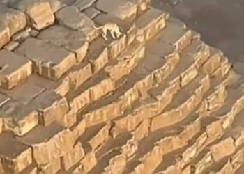 كلب “بلدي” مصري يتجول على سفح هرم خوفو: واقعة طريفة تثير سخرية رواد التواصل الاجتماعي