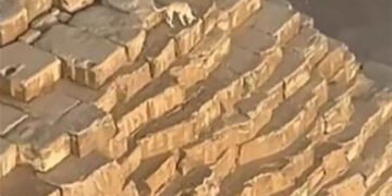 كلب “بلدي” مصري يتجول على سفح هرم خوفو: واقعة طريفة تثير سخرية رواد التواصل الاجتماعي
